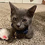 Solstice joined the competition — help win amazing prizes! bell, carpet, cat, closeup, collar, curious, cute, domestic_cat, ears, floor, furry, gray_cat, indoor, kitten, paw, pet, small_animal, toy_mouse, whiskers, young_cat