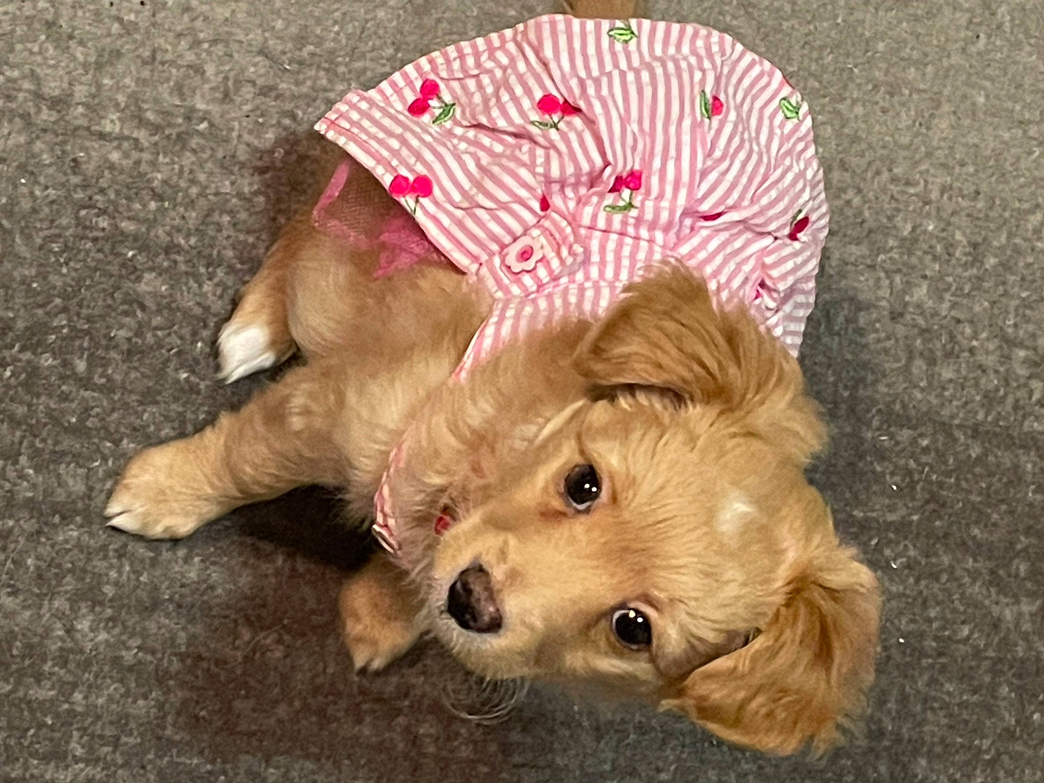 Ruby joined the competition — help win amazing prizes! canidae, cap, carnivore, companion_dog, dog, dog_breed, dog_clothes, dog_supply, fawn, fur, hat, liver, pet_supply, small_terrier, terrestrial_animal, terrier, toy_dog, working_animal, yorkipoo, yorkshire_terrier