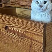 Buttons is registered to the contest to win money with this photo: alert, animal, cat, close_up, curious, cute, domestic_cat, ears, face, feline, furniture, gray_cat, indoor, looking, pet, sitting, whiskers, white_cat, wood_grain, wooden_drawer