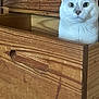 alert, animal, cat, close_up, curious, cute, domestic_cat, ears, face, feline, furniture, gray_cat, indoor, looking, pet, sitting, whiskers, white_cat, wood_grain, wooden_drawer