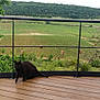 animal, black_cat, buddha_statue, cactus, cat, greenery, landscape, nature, outdoor, peaceful, pet, potted_plant, railing, relaxation, scenic_view, serene, terrace, trees, vineyard, wooden_deck
