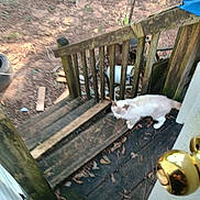 Crazy Cat joined the competition — help win amazing prizes! animal, background, blur, cat, daylight, dirt, door, door_knob, fence, leaves, nature, old_fence, outdoor, pet, rust, rustic, white_cat, wood, wooden_porch, yard