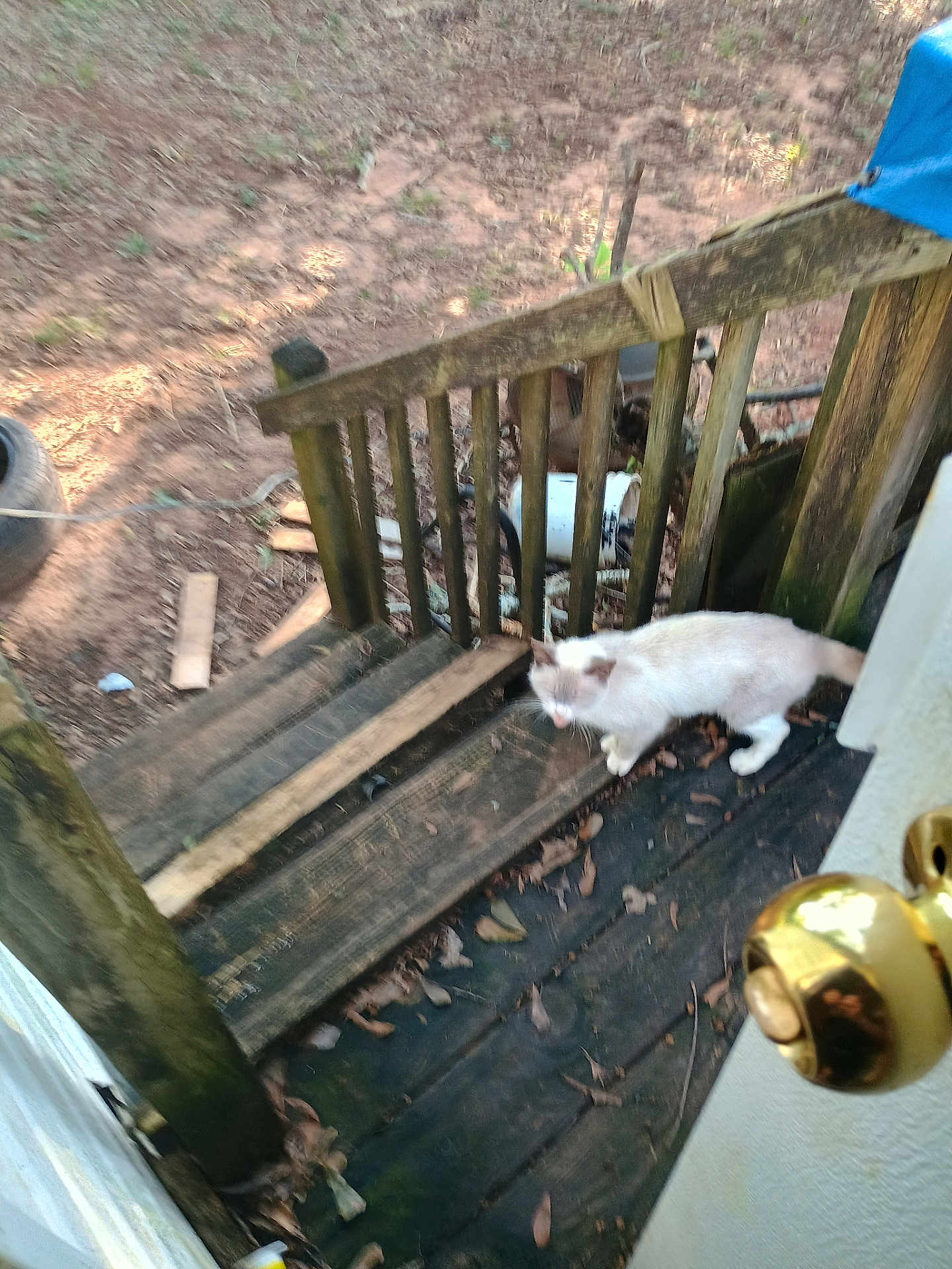 Crazy Cat