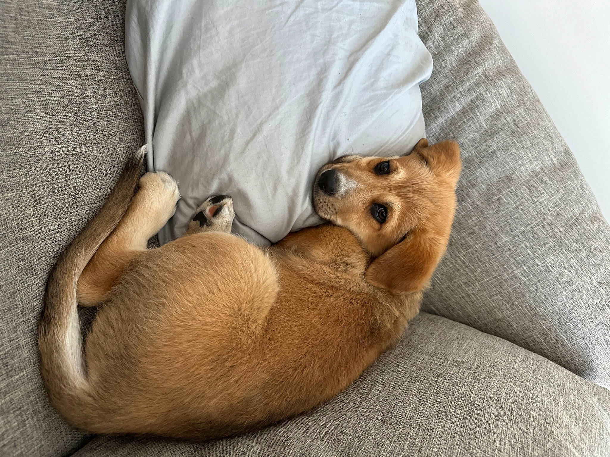 Gus joined the competition — help win amazing prizes! canidae, carnivore, comfort, companion_dog, corgi_chihuahua, dog, dog_bed, dog_breed, dog_supply, fawn, felidae, fur, linens, nap, paw, snout, sporting_group, tail, terrestrial_animal, whiskers