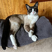 Niko joined the competition — help win amazing prizes! cat, siamese_cat, relaxed, couch, towel, wood_paneling, framed_photos, indoor, pet, feline, paw, ear, whiskers, nose, tail, fur, resting, home, cozy, animal