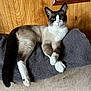 cat, siamese_cat, relaxed, couch, towel, wood_paneling, framed_photos, indoor, pet, feline, paw, ear, whiskers, nose, tail, fur, resting, home, cozy, animal