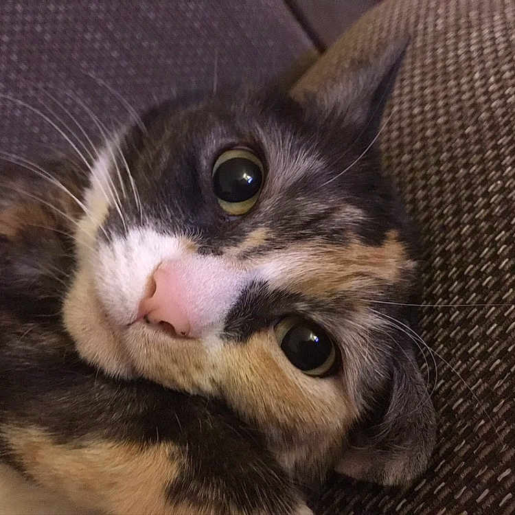 Saffi is registered to the contest to win money with this photo: abyssinian, animal, armchair, bodypart, brasssection, cat, chair, couch, cushion, furniture, homedecor, horn, kitten, manx, musicalinstrument, person, pet, siamese, sleeping, snout