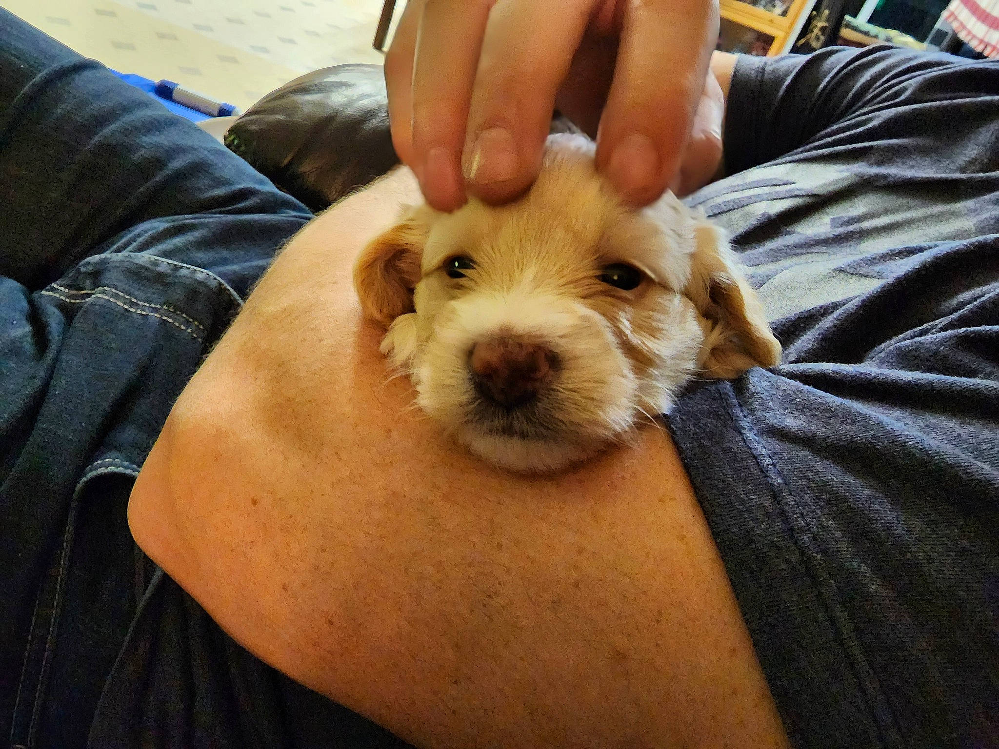 Evee joined the competition — help win amazing prizes! canidae, carnivore, companion_dog, dog, dog_breed, finger, gesture, nail, snout, sporting_group, thumb, toy_dog, whiskers, wrist