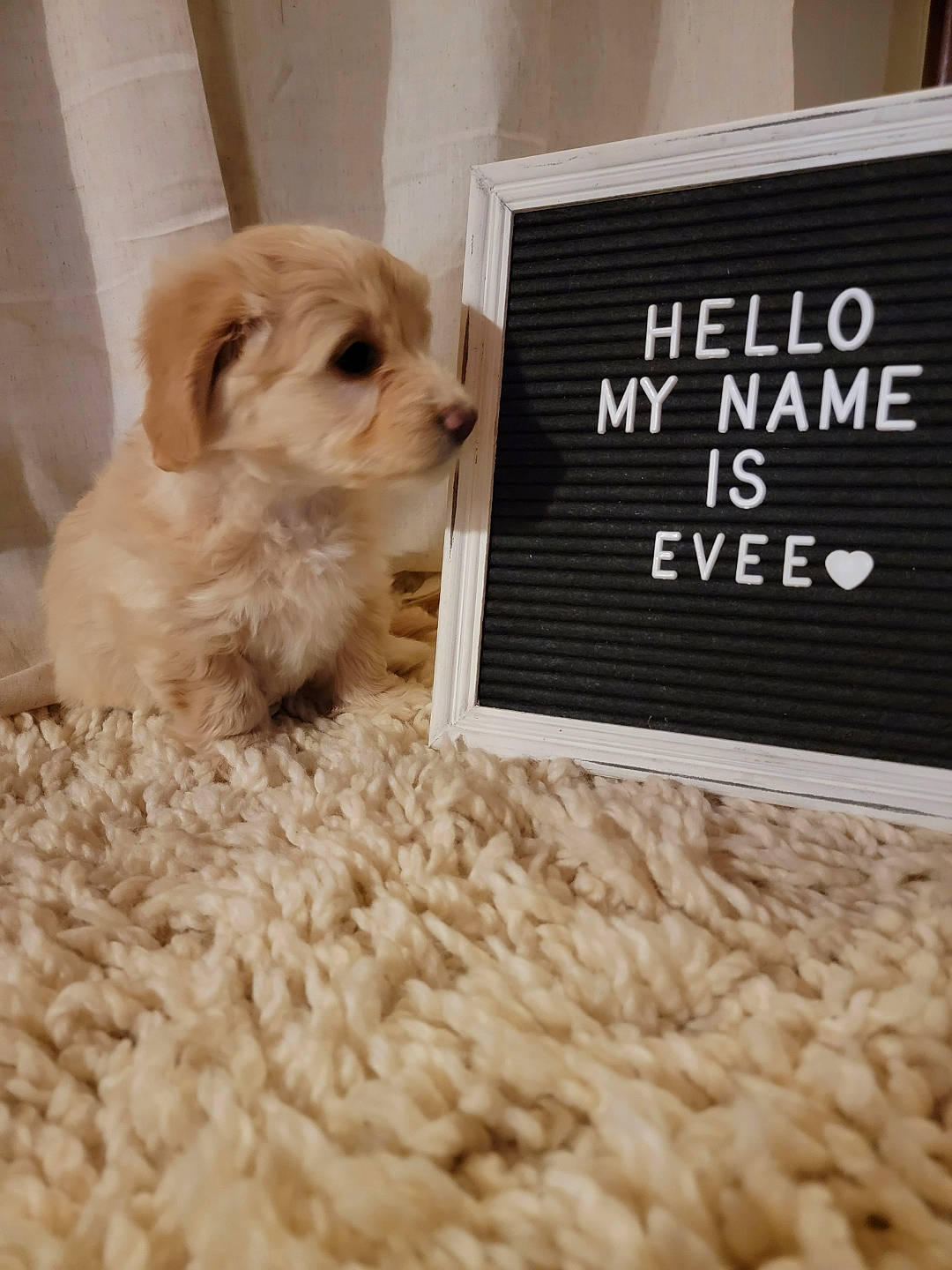 Evee is registered to the contest to win money with this photo: canidae, carnivore, companion_dog, dog, dog_breed, dog_supply, fawn, flooring, font, fur, liver, paw, pet_supply, puppy_love, rectangle, snout, sporting_group, toy_dog, working_animal, yorkipoo