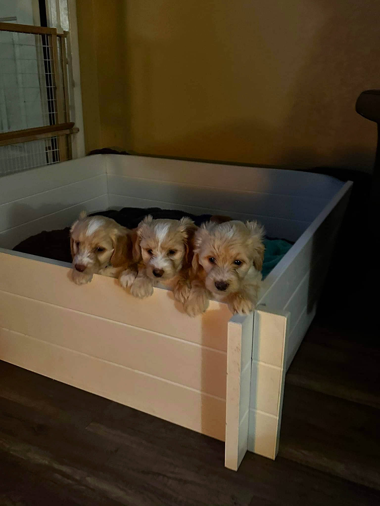 Evee is registered to the contest to win money with this photo: animal_shelter, canidae, carnivore, companion_dog, dog, dog_breed, dog_crate, dog_supply, fawn, floor, flooring, fur, hardwood, labradoodle, pet_supply, puppy, room, sporting_group, toy_dog, wood