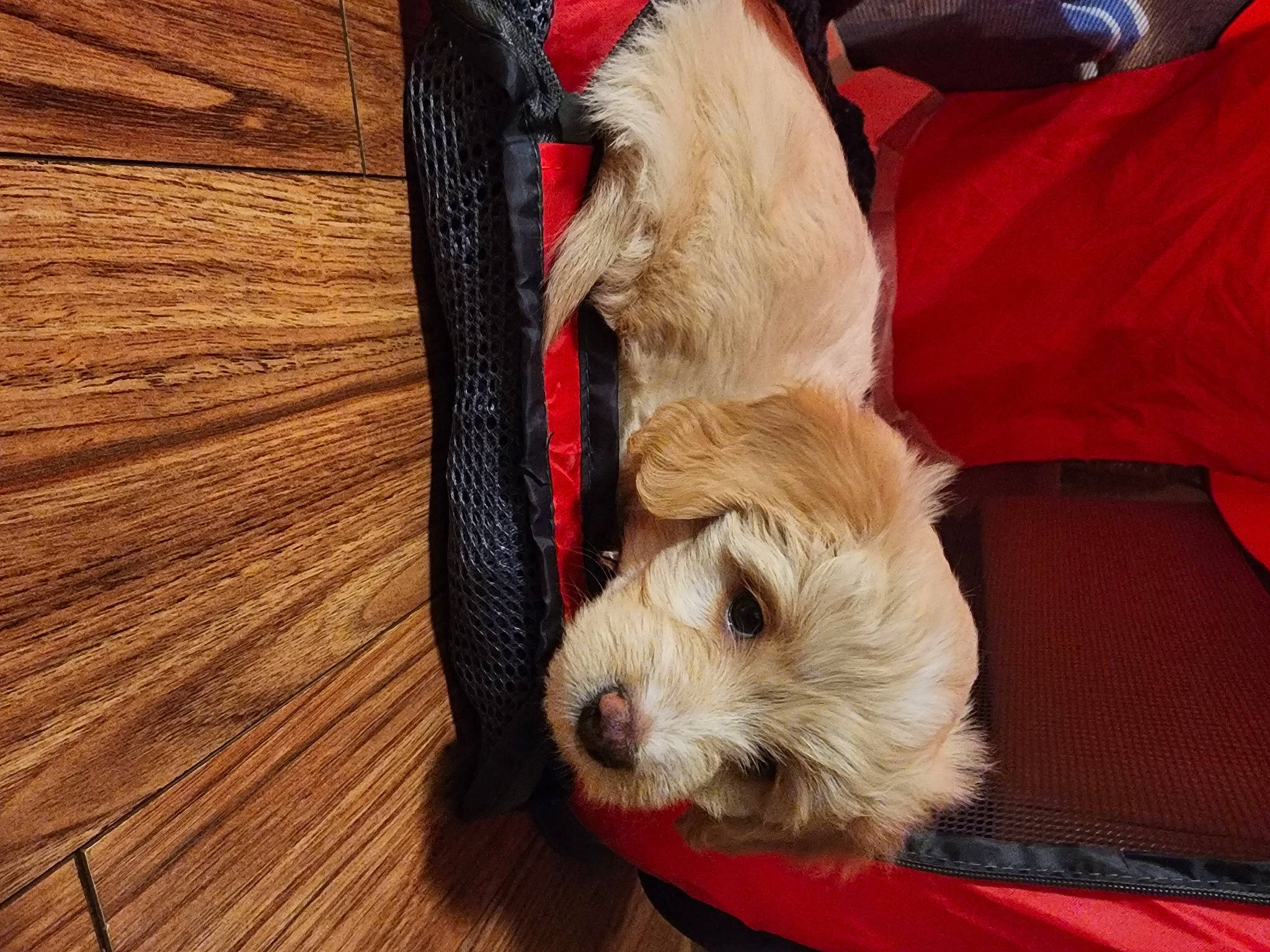 Evee is registered to the contest to win money with this photo: canidae, carnivore, companion_dog, dog, dog_breed, dog_clothes, dog_supply, fawn, fur, hardwood, plank, small_terrier, snout, sporting_group, terrier, toy, toy_dog, varnish, wood, wood_stain