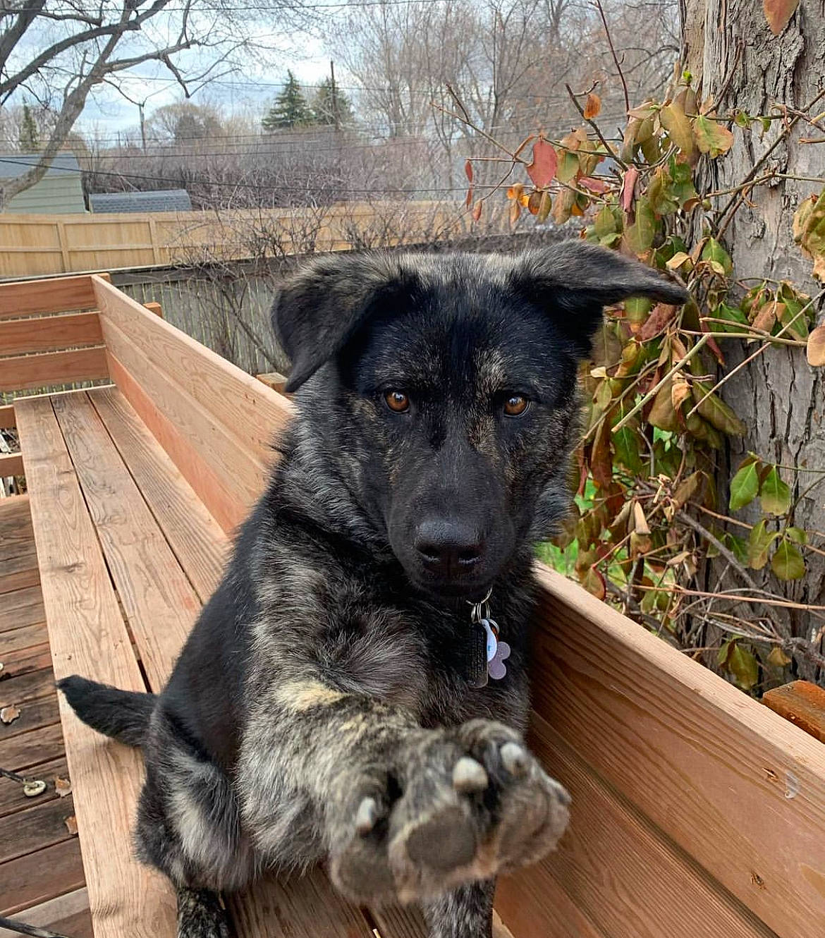 Whiskey is registered to the contest to win money with this photo: canidae, carnivore, companion_dog, dog, dog_breed, fur, hardwood, herding_dog, pet_supply, plant, snout, sporting_group, terrestrial_animal, tree, winter, wood, working_animal, working_dog