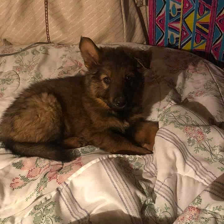 Spawn Michael is registered to the contest to win money with this photo: animal, bed, bedroom, blanket, canine, couch, coyote, cushion, dog, furniture, germanshepherd, homedecor, husky, indoors, person, pet, puppy, quilt, room, sleeping