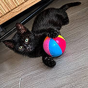 Bart participe au concours pour gagner de l'argent avec cette photo : black_cat, kitten, toy_ball, colorful_ball, wood_floor, indoor, pet, playful, animal, claw, paw, curious, young_cat, feline, flooring, cabinet, domestic_animal, close_up, cute, eye_contact