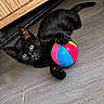 black_cat, kitten, toy_ball, colorful_ball, wood_floor, indoor, pet, playful, animal, claw, paw, curious, young_cat, feline, flooring, cabinet, domestic_animal, close_up, cute, eye_contact