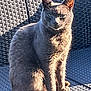 alone, animal, cat, closeup, daylight, feline, fur, gray_cat, outdoor, pet, quiet, relaxing, resting, seat, serious, shadow, sitting, sunlight, texture, woven_chair