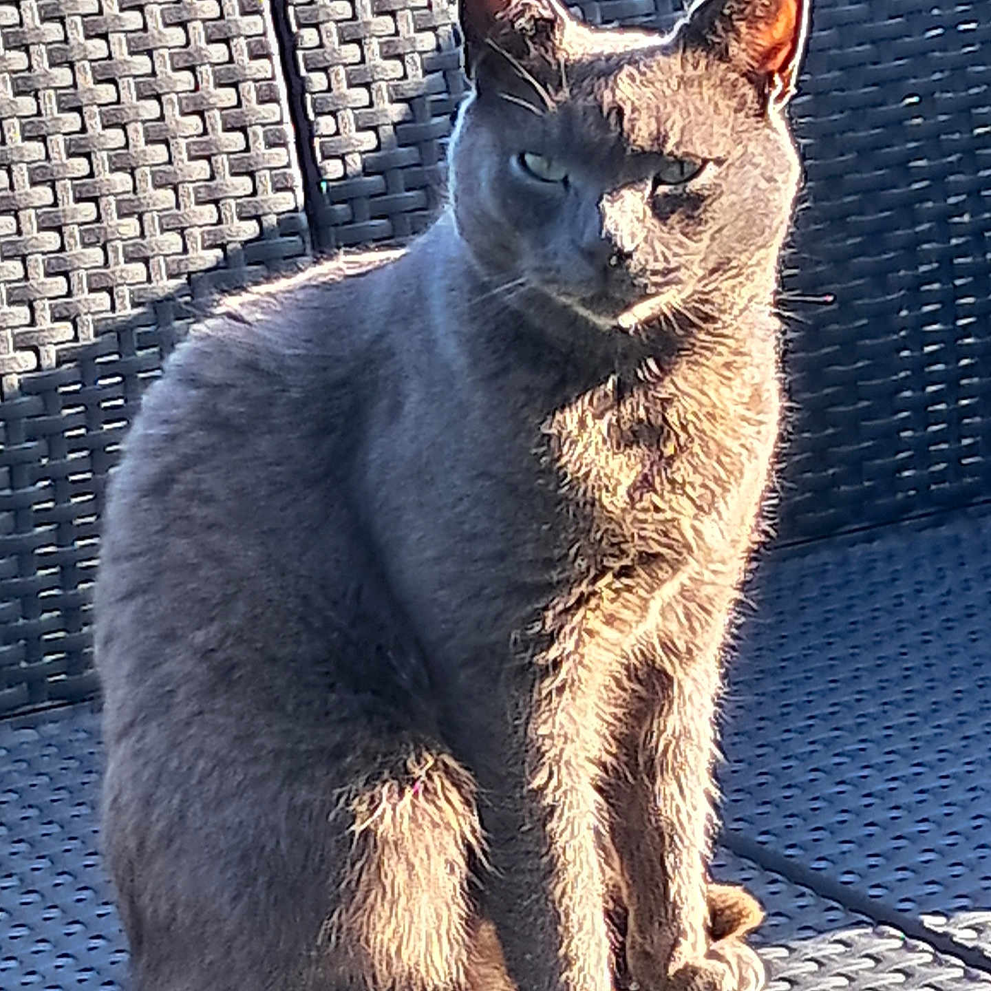 Cop participe au concours pour gagner de l'argent avec cette photo : alone, animal, cat, closeup, daylight, feline, fur, gray_cat, outdoor, pet, quiet, relaxing, resting, seat, serious, shadow, sitting, sunlight, texture, woven_chair