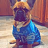 animal, blue_jersey, brown_dog, canine, cute, detroit_lions, dog, ears_up, french_bulldog, indoor, kitchen, looking_at_camera, nfl, pet, pet_clothing, portrait, puppy, sitting, tile_floor, wooden_cabinets