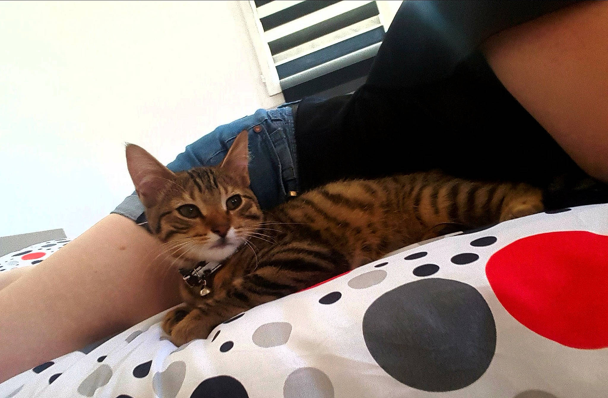 Milou a rejoint le concours — aidez-le/la à gagner de superbes lots ! american_shorthair, asian, bengal, california_spangled, carnivore, cat, design, egyptian_mau, european_shorthair, eye, felidae, human_leg, kitten, leg, mammal, nose, pattern, small_to_medium_sized_cats, thigh, whiskers