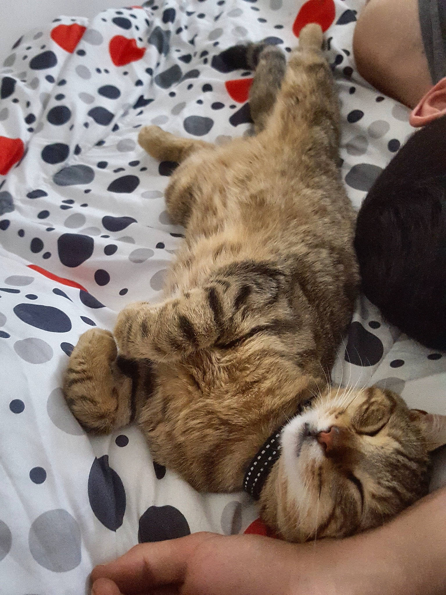 Milou participe au concours pour gagner de l'argent avec cette photo : american_bobtail, american_shorthair, asian, carnivore, cat, domestic_short_haired_cat, dragon_li, egyptian_mau, european_shorthair, fawn, felidae, fur, kitten, mammal, paw, pixie_bob, savannah, small_to_medium_sized_cats, tabby_cat, whiskers