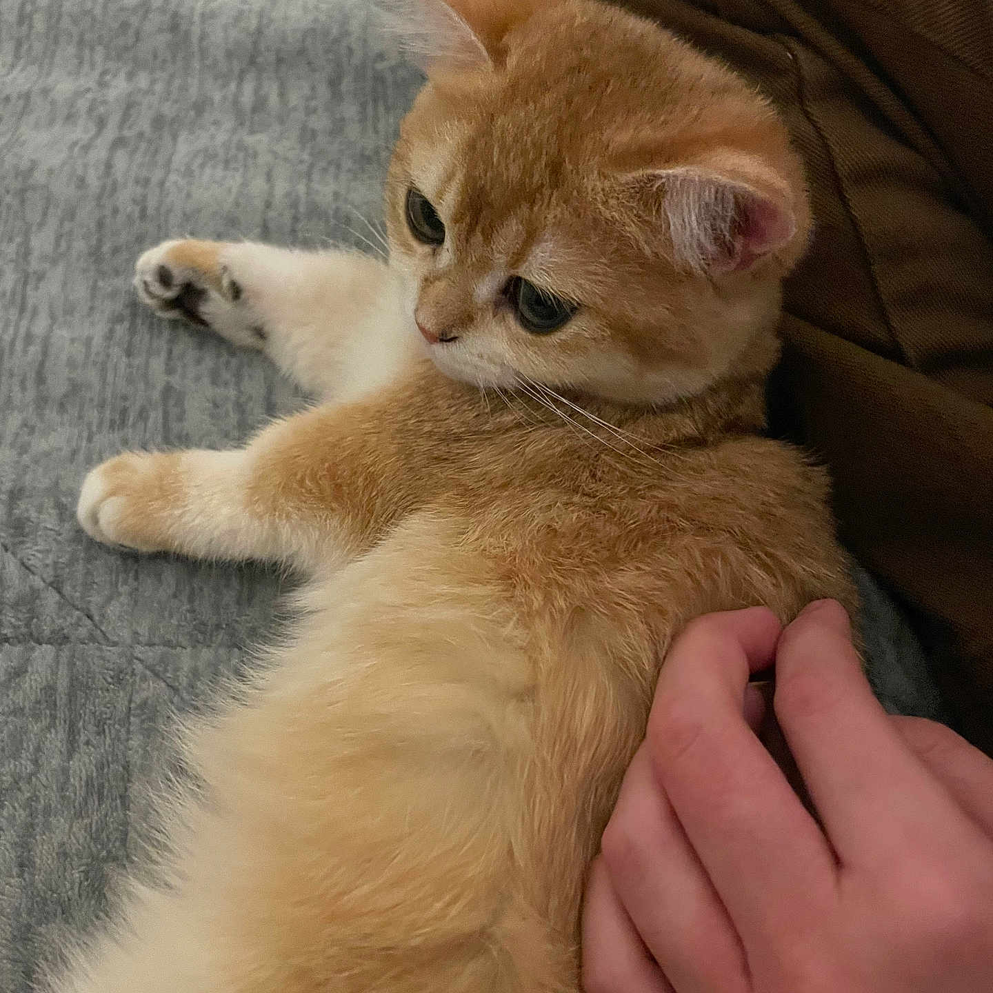 Scoobert is registered to the contest to win money with this photo: cat, kitten, orange_cat, white_cat, pet, hand, quilt, fabric, fur, relaxing, cute, indoor, cozy, animal, mammal, whiskers, ears, paw, soft, resting