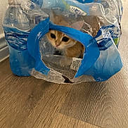 Scoobert is registered to the contest to win money with this photo: kitten, cat, plastic_pack, water_bottles, floor, wooden_floor, curious, indoor, pet, animal, orange_cat, playful, cute, small, container, transparent, crumpled, home, curiosity, mischievous