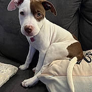 Miarose is registered to the contest to win money with this photo: puppy, dog, brown_patch, white_fur, couch, pillow, indoor, pet, cute, sitting, ears, tail, collar, young_dog, animal, domestic_animal, fur, resting, looking, companion
