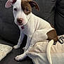 puppy, dog, brown_patch, white_fur, couch, pillow, indoor, pet, cute, sitting, ears, tail, collar, young_dog, animal, domestic_animal, fur, resting, looking, companion