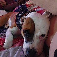 Otto joined the competition — help win amazing prizes! animal, bandana, bedspread, brown_and_white, canine, close_up, comfort, companion, couch, dog, ears, furniture, indoor, living_room, lying_down, pet, relaxed, resting, sleepy, snout