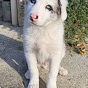Aiko a rejoint le concours — aidez-le/la à gagner de superbes lots ! puppy, dog, white_fur, blue_eyes, pink_nose, outdoor, concrete, greenery, bush, pet, young_dog, cute, sitting, adorable, animal, daylight, portrait, curious, fluffy, small