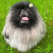 Sophie a rejoint le concours — aidez-le/la à gagner de superbes lots ! adorable, animal, black, cute, daisy, dog, flower, fluffy, fur, grass, green, happy, nature, outdoor, pet, playful, small, summer, tongue, white