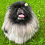 adorable, animal, black, cute, daisy, dog, flower, fluffy, fur, grass, green, happy, nature, outdoor, pet, playful, small, summer, tongue, white