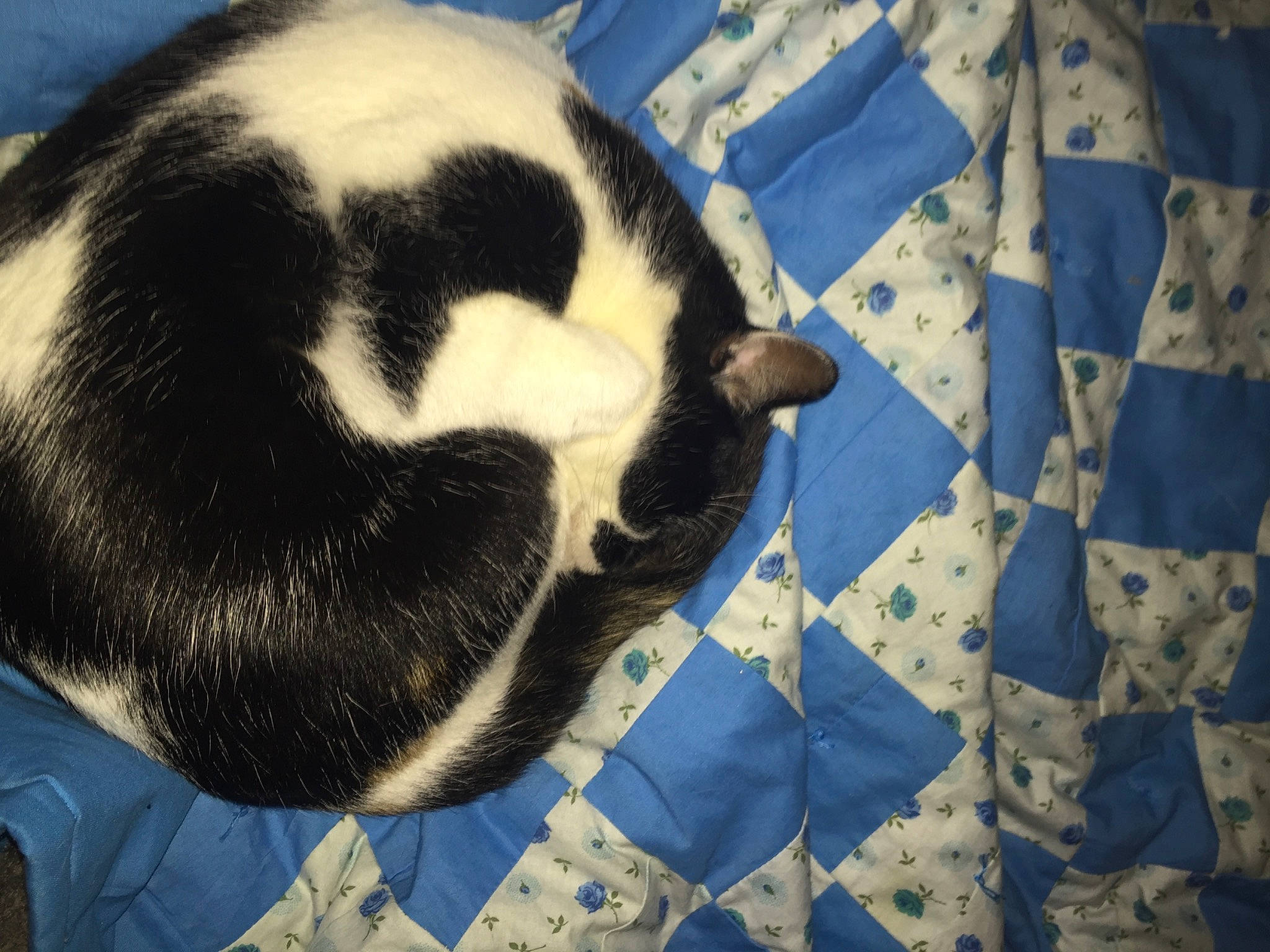 Twilight joined the competition — help win amazing prizes! canidae, carnivore, comfort, companion_dog, dog, dog_breed, electric_blue, fawn, felidae, flooring, fur, linens, nap, non_sporting_group, pattern, paw, tail, terrestrial_animal, whiskers, working_animal