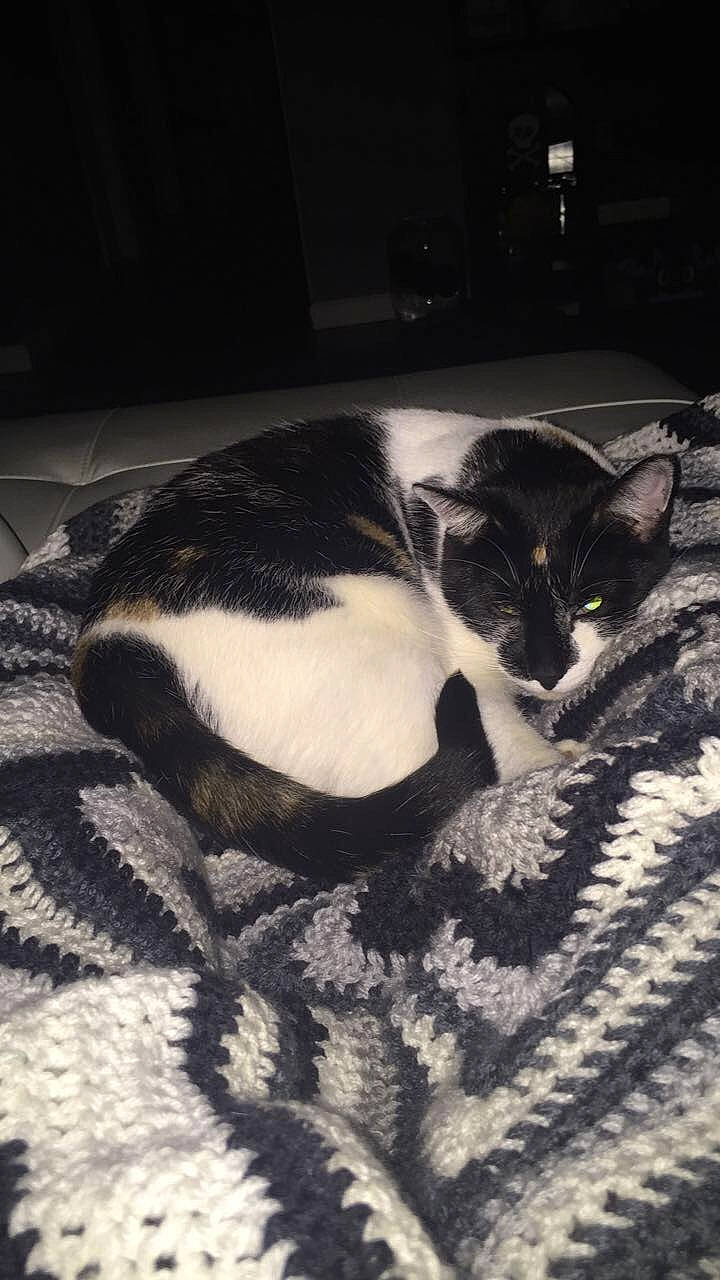 Twilight is registered to the contest to win money with this photo: black_cat, carnivore, cat, cat_supply, cloud, comfort, darkness, domestic_short_haired_cat, felidae, fur, grey, linens, monochrome, monochrome_photography, pattern, paw, room, small_to_medium_sized_cats, tail, whiskers