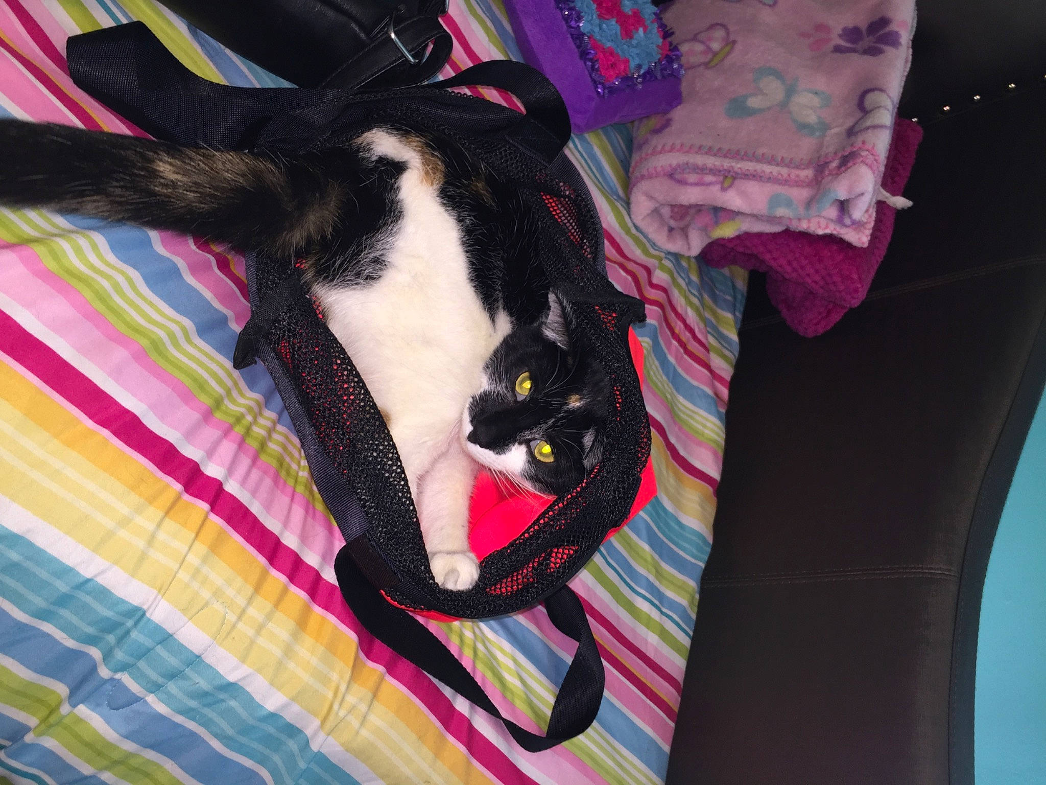 Twilight joined the competition — help win amazing prizes! bag, carnivore, cat, collar, comfort, domestic_short_haired_cat, fawn, felidae, fur, lap, linens, luggage_and_bags, magenta, pattern, pet_supply, pink, small_to_medium_sized_cats, tail, textile, whiskers