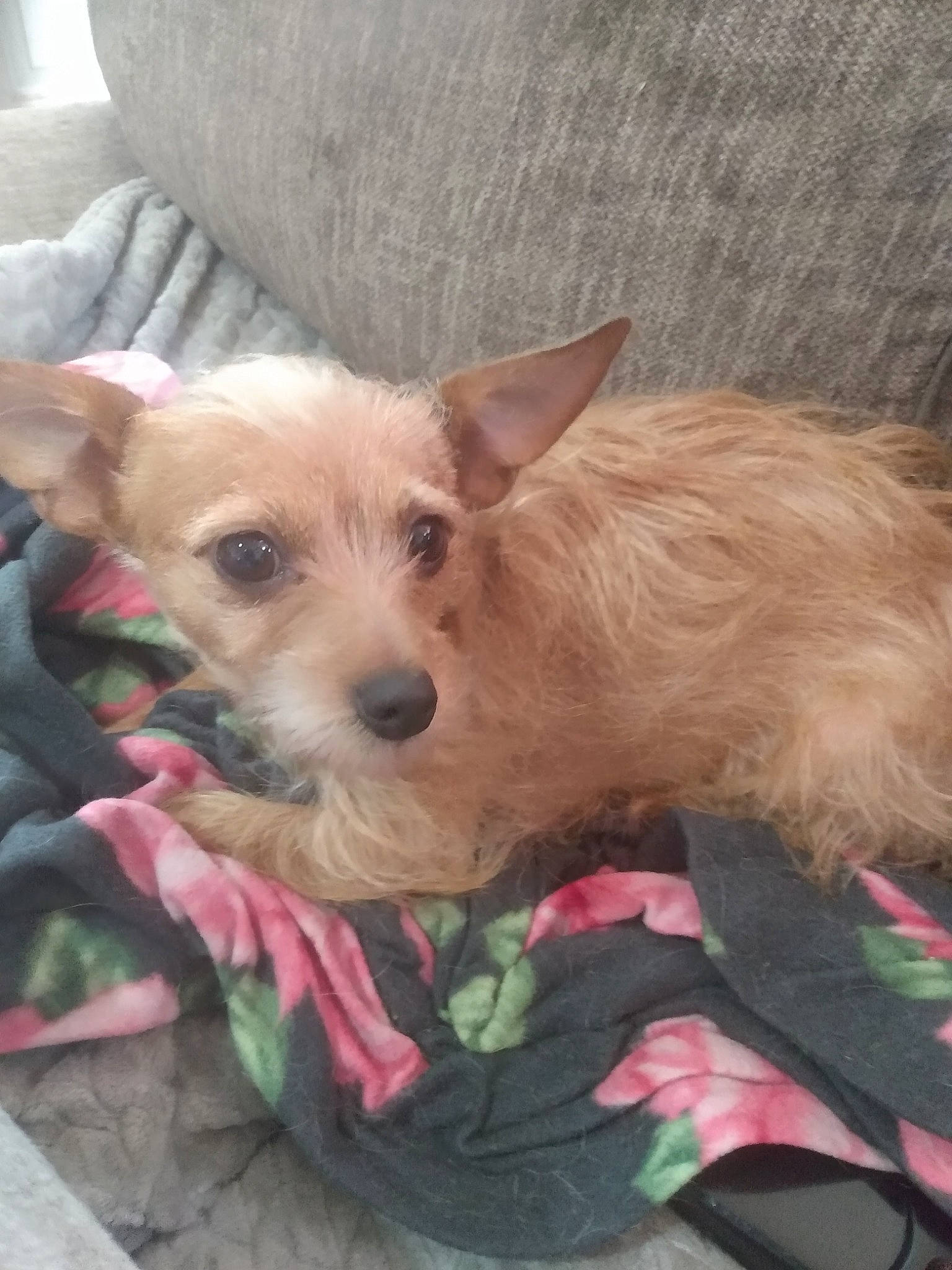 Penny joined the competition — help win amazing prizes! carnivore, companion_dog, corgi_chihuahua, dog, dog_breed, dog_clothes, dog_supply, fawn, fur, mexican_hairless_dog, non_sporting_group, small_terrier, terrestrial_animal, terrier, toy_dog, whiskers, working_animal