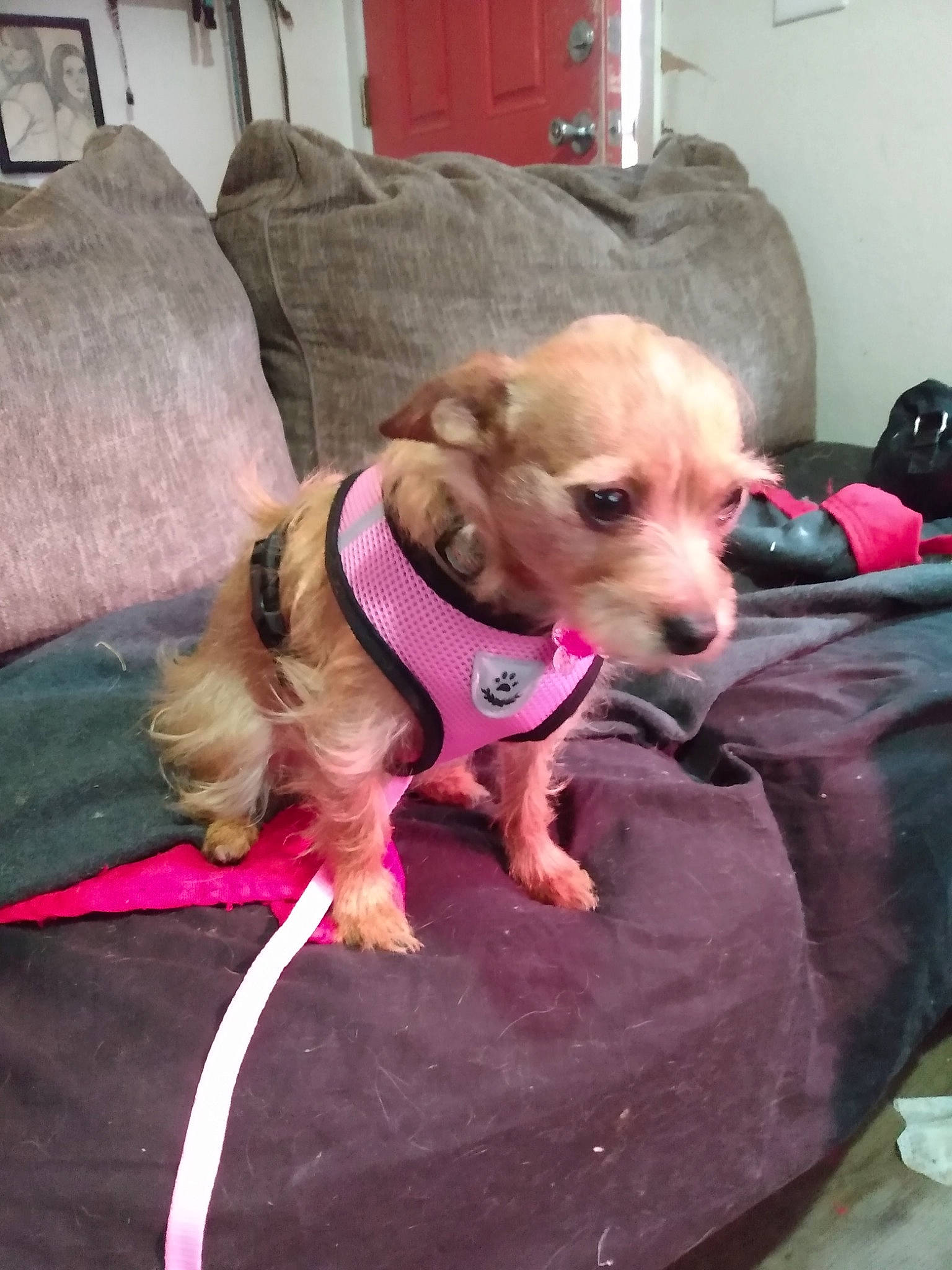 Penny joined the competition — help win amazing prizes! canidae, carnivore, collar, comfort, companion_dog, couch, dog, dog_breed, dog_clothes, dog_collar, dog_supply, fawn, lamp, pet_supply, picture_frame, pink, room, snout, sporting_group, working_animal