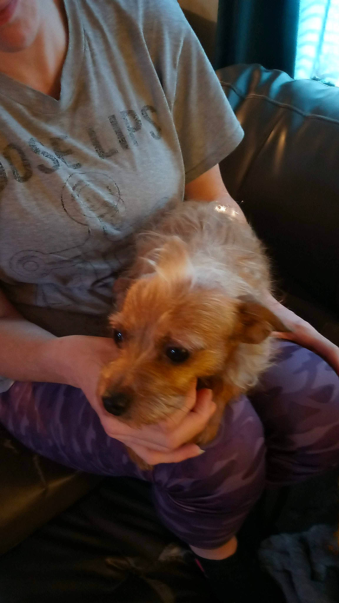 Penny is registered to the contest to win money with this photo: canidae, carnivore, comfort, companion_dog, dog, dog_breed, ear, fur, lap, liver, sitting, small_terrier, snout, sporting_group, terrier, toy_dog, whiskers