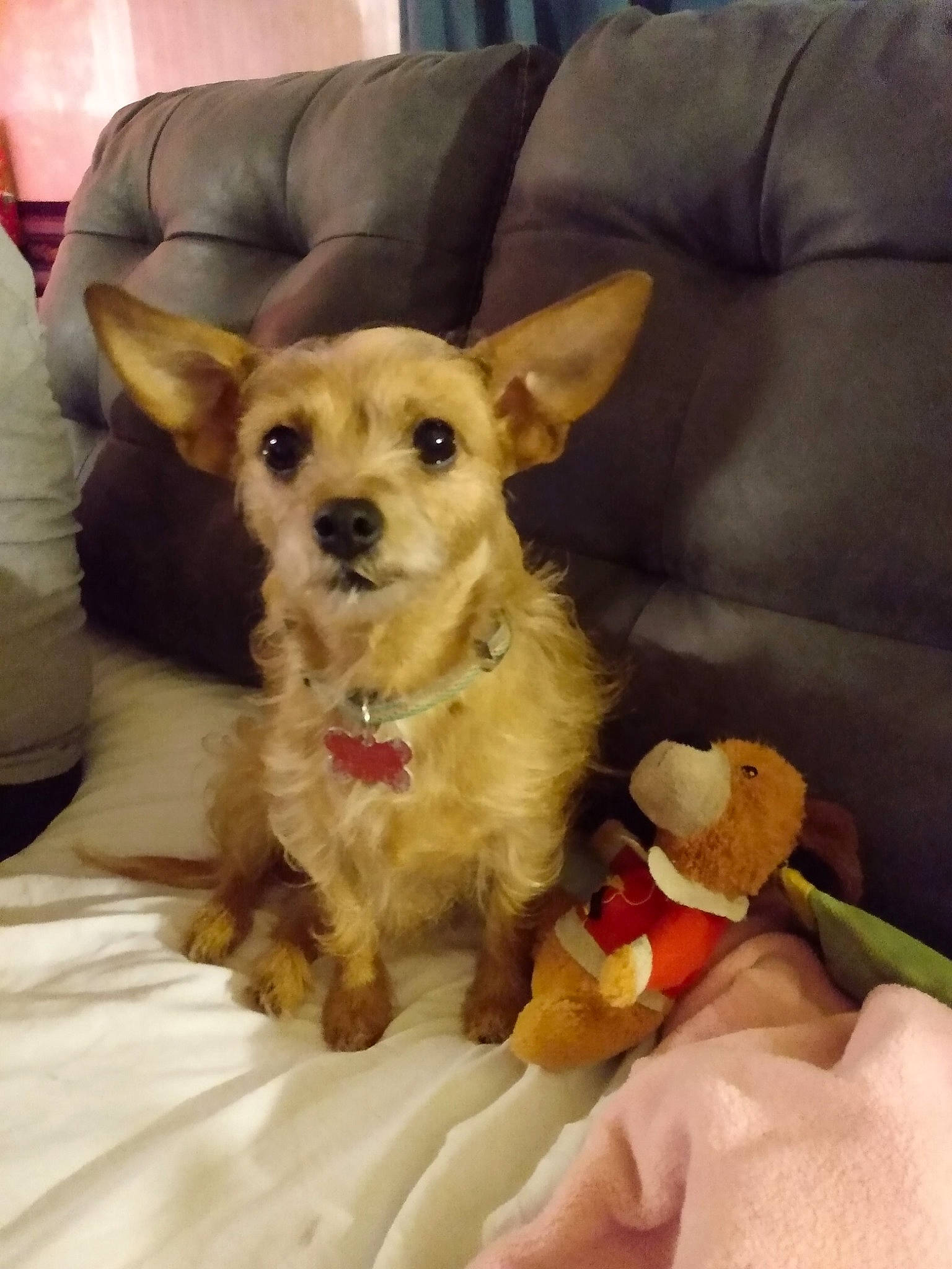 Penny joined the competition — help win amazing prizes! canidae, carnivore, comfort, companion_dog, couch, dog, dog_breed, dog_clothes, dog_supply, fawn, fur, furniture, paw, pet_supply, snout, sporting_group, terrier, toy, toy_dog, working_animal