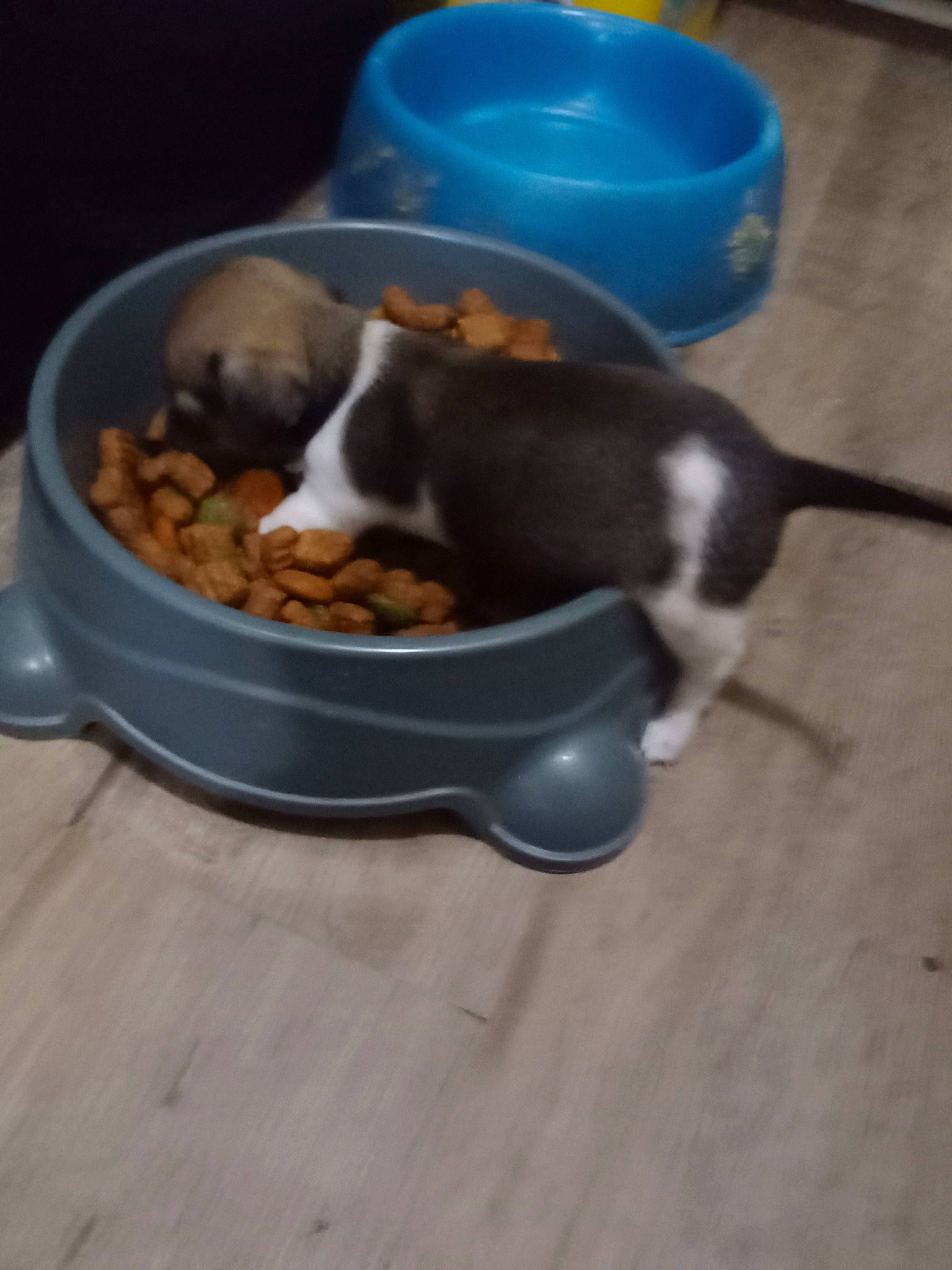 Daisey is registered to the contest to win money with this photo: animal_feed, bowl, carnivore, cat_supply, comfort, companion_dog, cookware_and_bakeware, dish, dog, dog_breed, dog_food, dog_supply, food, ingredient, pet_food, pet_supply, pet_vitamins_supplements, recipe, tail, vertebrate