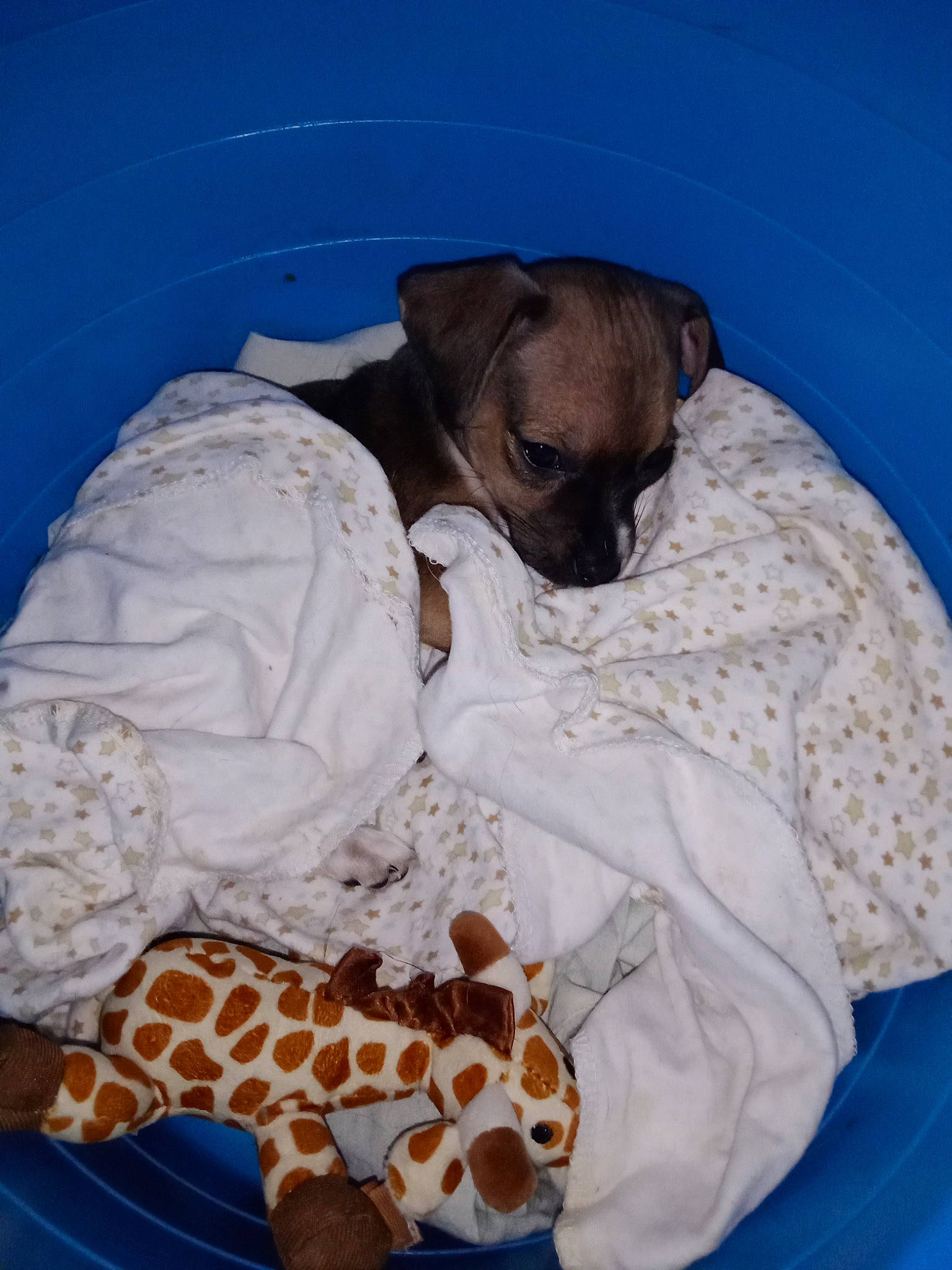 Daisey is registered to the contest to win money with this photo: bed, bedding, carnivore, comfort, companion_dog, dog, dog_bed, dog_breed, dog_supply, fawn, linens, pattern, paw, pet_supply, sleeve, snout, sporting_group, terrestrial_animal, toy_dog, working_animal