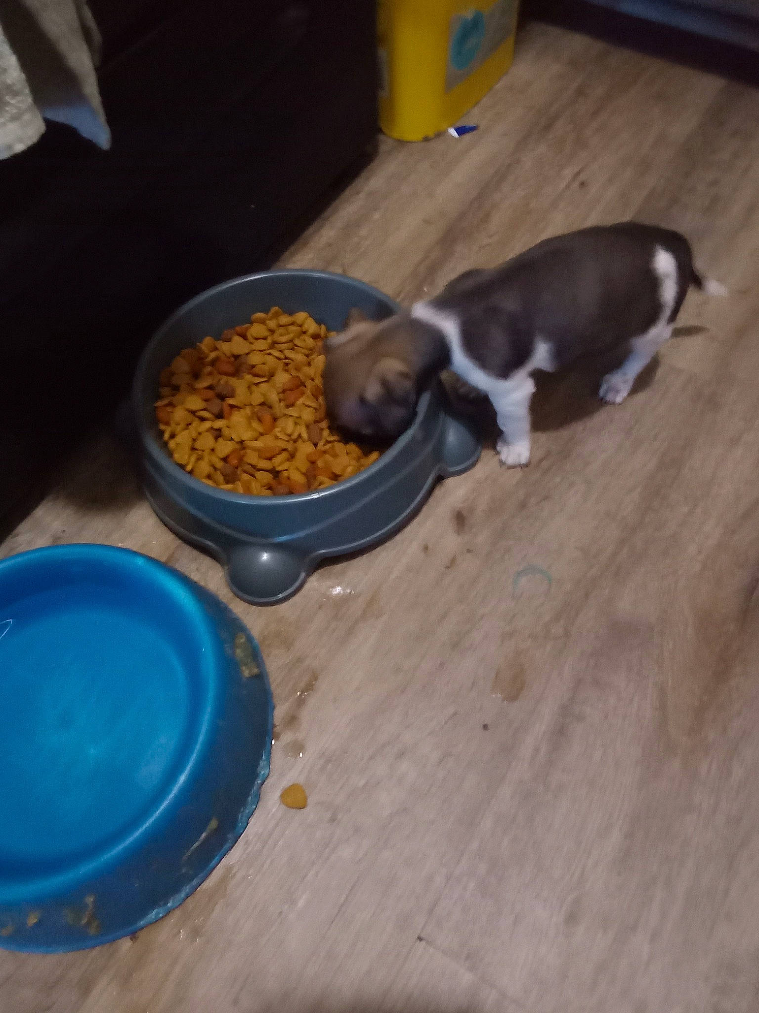 Daisey joined the competition — help win amazing prizes! animal_feed, bowl, carnivore, cat_food, cat_supply, dishware, dog_food, flooring, food, hardwood, ingredient, mixing_bowl, mixture, pet_food, pet_supply, pet_vitamins_supplements, recipe, small_animal_food, tableware, wood