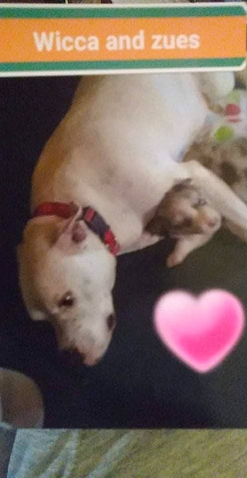 Wicca is registered to the contest to win money with this photo: canidae, carnivore, companion_dog, dog, dog_breed, dogo_argentino, fawn, magenta, mammal, non_sporting_group, paw, pet_supply, puppy_love, snapshot, snout, sporting_group, tail, terrestrial_animal, toy_dog, working_animal