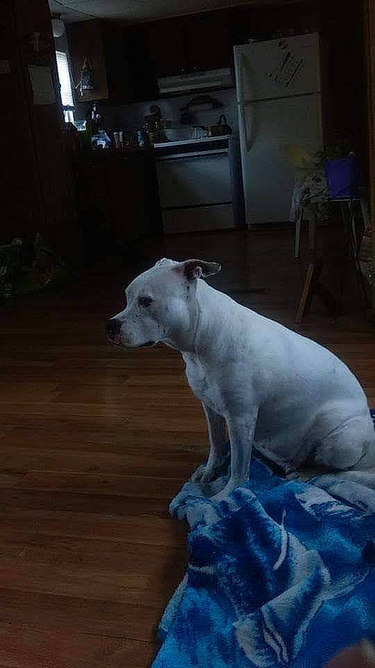 Wicca is registered to the contest to win money with this photo: canidae, carnivore, collar, companion_dog, dog, dog_breed, dogo_guatemalteco, fawn, flooring, grey, hardwood, non_sporting_group, snout, sporting_group, tail, terrestrial_animal, varnish, whiskers, wood, working_animal