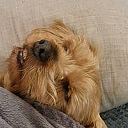Alf participe au concours pour gagner de l'argent avec cette photo : dog, sleeping, blanket, cozy, pillow, fur, pet, relaxed, indoors, cute, snuggled, portrait, canine, resting, brown_fur, closeup, comfort, home, animal, face