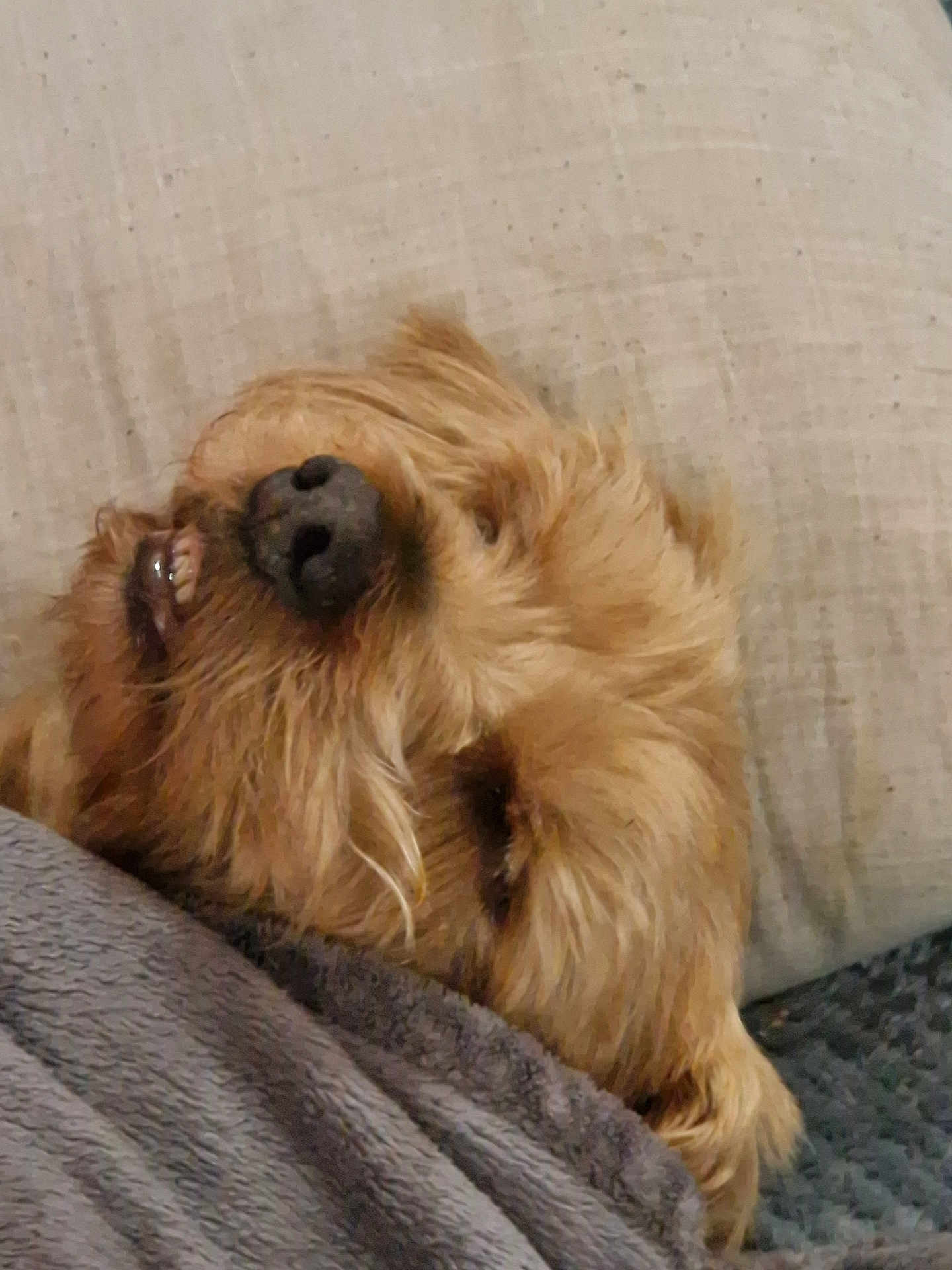 Alf participe au concours pour gagner de l'argent avec cette photo : dog, sleeping, blanket, cozy, pillow, fur, pet, relaxed, indoors, cute, snuggled, portrait, canine, resting, brown_fur, closeup, comfort, home, animal, face