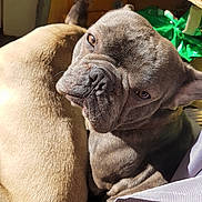 Maximus participe au concours pour gagner de l'argent avec cette photo : bulldog, bullmastiff, carnivoran, dog, dog_breed, dog_breed_group, dog_like_mammal, ear, fawn, french_bulldog, mammal, non_sporting_group, nose, old_english_bulldog, olde_english_bulldogge, pug, puppy, snout, toy_bulldog
