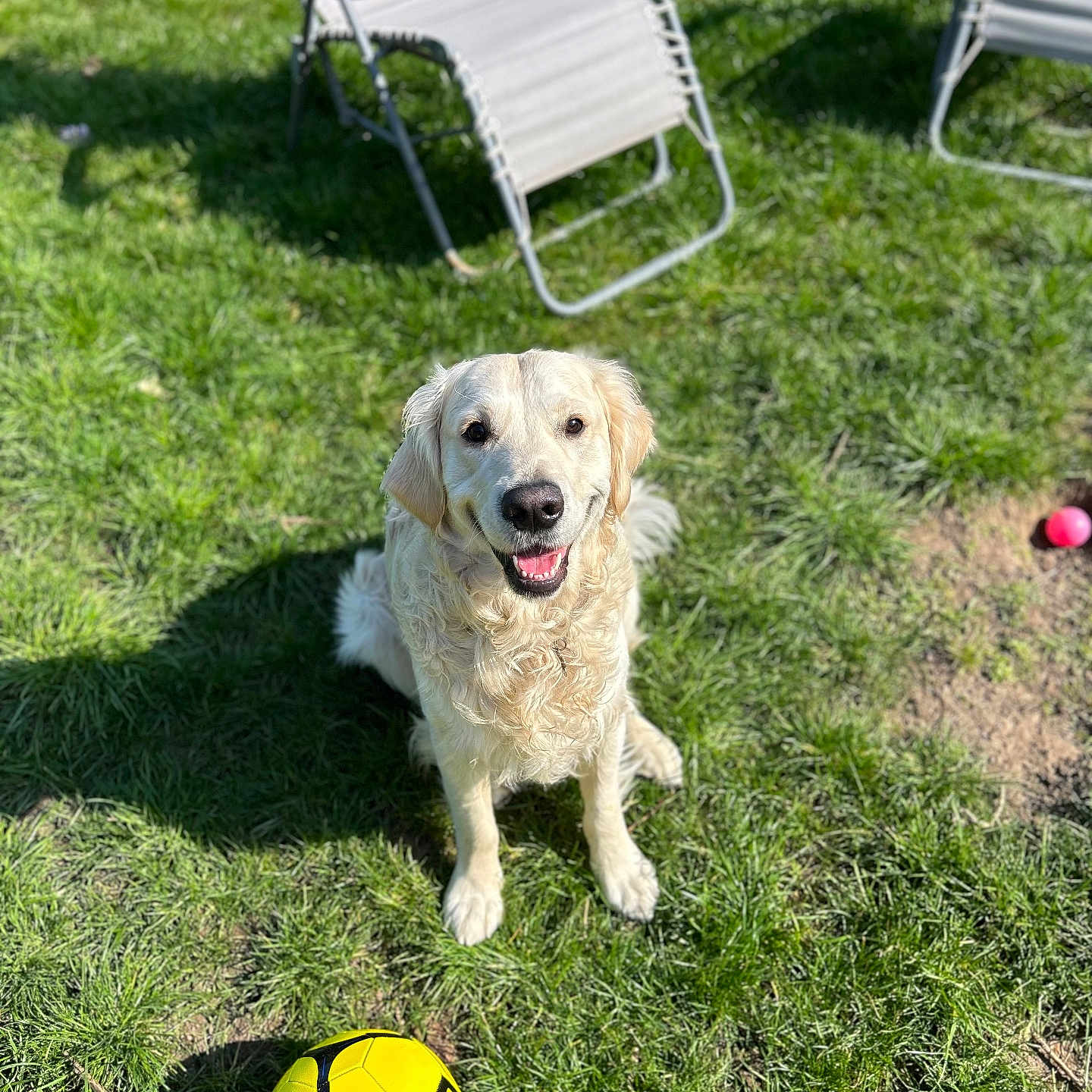 Ulysse a rejoint le concours — aidez-le/la à gagner de superbes lots ! animal, backyard, ball, canine, chair, dog, football, furniture, grass, lawn, nature, pet, plant, puppy, soccer, soccerball, sphere, sport, tennis, tennisball