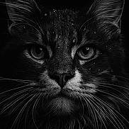Ryū participe au concours pour gagner de l'argent avec cette photo : animal, black_and_white, cat, close_up, dark_background, detailed, eyes, face, feline, fur, intense_gaze, macro, mammal, monochrome, moody, pet, portrait, studio_lighting, water_droplets, whiskers