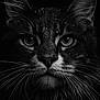 animal, black_and_white, cat, close_up, dark_background, detailed, eyes, face, feline, fur, intense_gaze, macro, mammal, monochrome, moody, pet, portrait, studio_lighting, water_droplets, whiskers